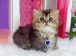 MK025 - Munchkin Kitten For Sale - Los Angeles&comma; CA&comma; US