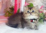 MK025 - Munchkin Kitten For Sale