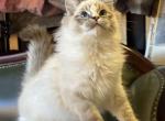 Tessy - Ragdoll Kitten For Adoption - San Antonio&comma; TX&comma; US