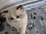 Lil' Amore - Ragdoll Kitten For Sale - Chester&comma; IA&comma; US