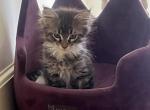 Nikitacoons - Maine Coon Kitten For Sale - Philadelphia&comma; PA&comma; US