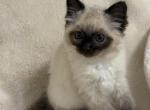 Sweet - Ragdoll Kitten For Sale - Battle Ground&comma; WA&comma; US