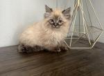 Tiger male ragdoll - Ragdoll Kitten For Adoption - Auburn&comma; WA&comma; US
