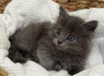 Darling - Ragdoll Kitten For Sale - Battle Ground&comma; WA&comma; US