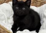 Blackie - Domestic Kitten For Sale - Battle Ground&comma; WA&comma; US