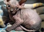 Blue boy - Sphynx Kitten For Sale - Fontana&comma; CA&comma; US
