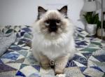 Irma - Ragdoll Kitten For Sale - Tuscaloosa&comma; AL&comma; US