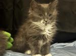 Calvin - Maine Coon Kitten For Sale - Long Beach&comma; CA&comma; US