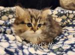 Amber - Minuet Kitten For Sale - Salyersville&comma; KY&comma; US