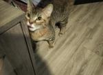 Nala - Domestic Cat For Adoption - Plano&comma; TX&comma; US