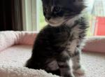 Maine Coon kittens - Maine Coon Kitten For Sale - Roscoe&comma; IL&comma; US