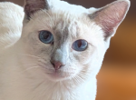 EXPECTED IN JULY - Siamese Kitten For Sale - Middletown&comma; DE&comma; US