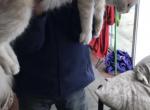 Simba - Maine Coon Kitten For Sale - Columbia&comma; MO&comma; US