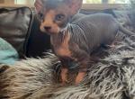 Cleo Babies - Sphynx Kitten For Sale - Todd Mission&comma; TX&comma; US