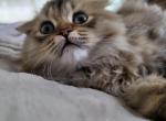 Jr Prince - Scottish Fold Kitten For Sale - 