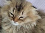 Jr Prince - Scottish Fold Kitten For Sale - Cleveland&comma; OH&comma; US