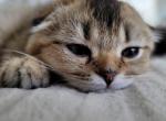 Wiskers - Scottish Fold Kitten For Sale - 
