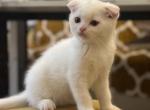 snowy - Scottish Fold Kitten For Sale - Beverly&comma; NJ&comma; US