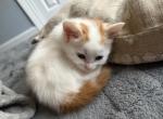 Darla - Domestic Kitten For Sale - Waughtown&comma; NC&comma; US