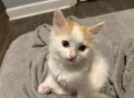 Alfalfa - Domestic Kitten For Sale - Waughtown&comma; NC&comma; US
