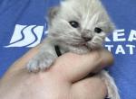 Female Mink Ragdoll Kitten Black Collar - Ragdoll Kitten For Sale - 