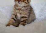 Kiki - Scottish Straight Kitten For Sale - Brooklyn&comma; NY&comma; US