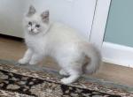 Purebred Male Blue Bicolor Ragdoll - Ragdoll Kitten For Sale - PA&comma; US