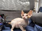Kitty 1 - Cornish Rex Cat For Sale - Round Rock&comma; TX&comma; US