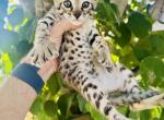 Clemmy - Savannah Kitten For Sale - Encinitas&comma; CA&comma; US