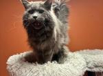 Dior blue solid mainecoon - Maine Coon Kitten For Sale/Service - Liberty&comma; NC&comma; US