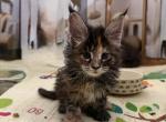 Strawberry - Maine Coon Kitten For Sale - Hollywood&comma; FL&comma; US