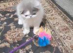 Spayed CFA Blue and White Female Persian Kitten - Persian Kitten For Sale - Farmville&comma; VA&comma; US
