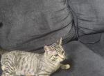 Cail and Coa - Domestic Kitten For Adoption - Grand Prairie&comma; TX&comma; US