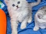 E - Scottish Straight Kitten For Sale - Chicago&comma; IL&comma; US
