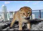 Mufasa - Scottish Fold Kitten For Sale - Miami&comma; FL&comma; US
