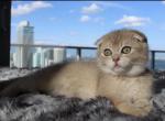 Sarabi - Scottish Fold Kitten For Sale - Miami&comma; FL&comma; US