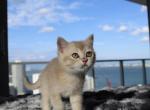 Kiara - Scottish Straight Kitten For Sale - Miami&comma; FL&comma; US
