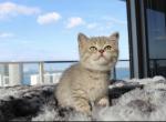 Sven - British Shorthair Kitten For Sale - Miami&comma; FL&comma; US