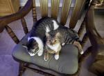 Lola - Domestic Cat For Adoption - Kissimmee&comma; FL&comma; US