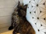 Sophie - Maine Coon Kitten For Sale - Plantation&comma; FL&comma; US