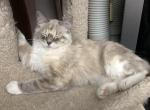 Spicy Lynx Muted Calico Tortie - Ragdoll Kitten For Sale - Burlington&comma; WI&comma; US