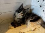 Snow - Maine Coon Kitten For Sale - Plantation&comma; FL&comma; US