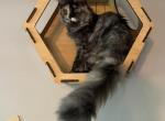 Penny - Maine Coon Cat For Sale - Fredericksburg&comma; VA&comma; US