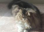 CFA Champion Cleopatra price reduced - Persian Cat For Sale - Chowchilla&comma; CA&comma; US