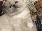 Billy - Ragdoll Kitten For Sale - Burlington&comma; WI&comma; US