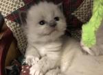Candy - Ragdoll Kitten For Sale - Burlington&comma; WI&comma; US