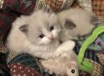 Susie Q - Ragdoll Kitten For Sale - Burlington&comma; WI&comma; US