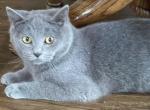 Blue British Shorthair Kitten - British Shorthair Kitten For Sale - Springdale&comma; AR&comma; US