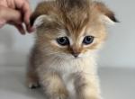 Starry - Scottish Fold Kitten For Sale - Piscataway&comma; NJ&comma; US