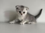 Silver - Scottish Fold Kitten For Sale - Piscataway&comma; NJ&comma; US